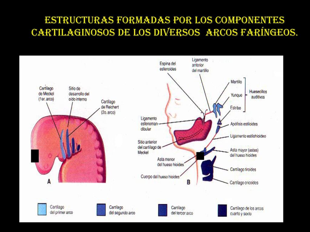ESTRUCTURAS FORMADAS POR LOS COMPONENTES CARTILAGINOSOS DE LOS DIVERSOS ARCOS FARÍNGEOS.