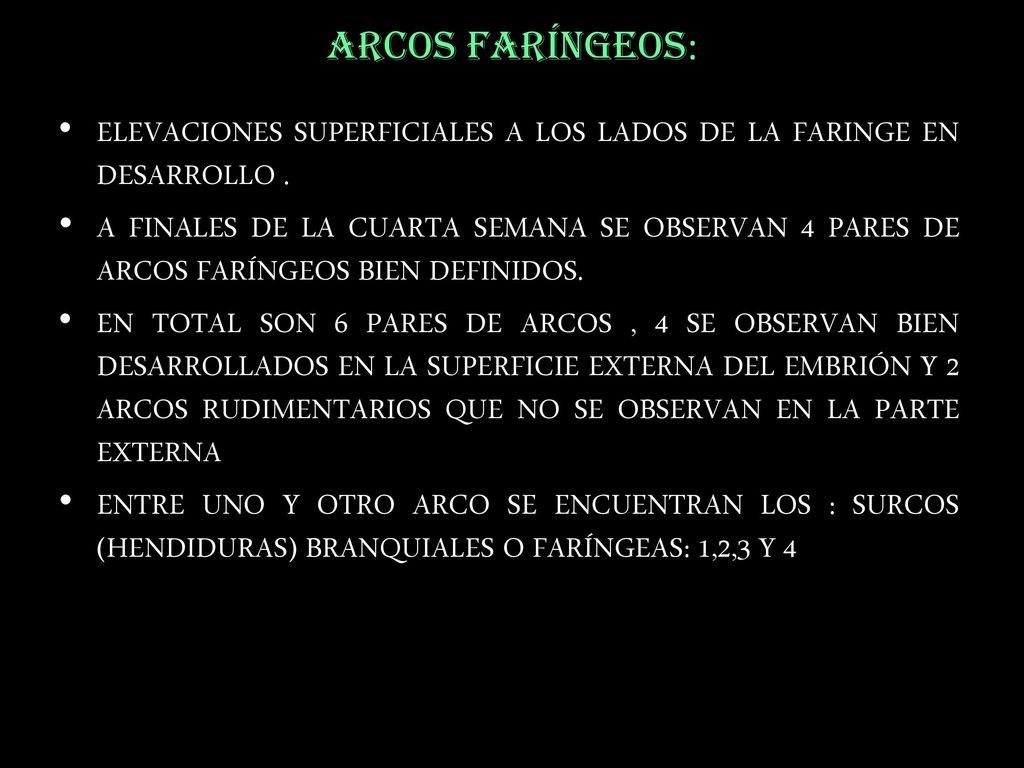 ARCOS FARÍNGEOS: ELEVACIONES SUPERFICIALES A LOS LADOS DE LA FARINGE EN DESARROLLO .