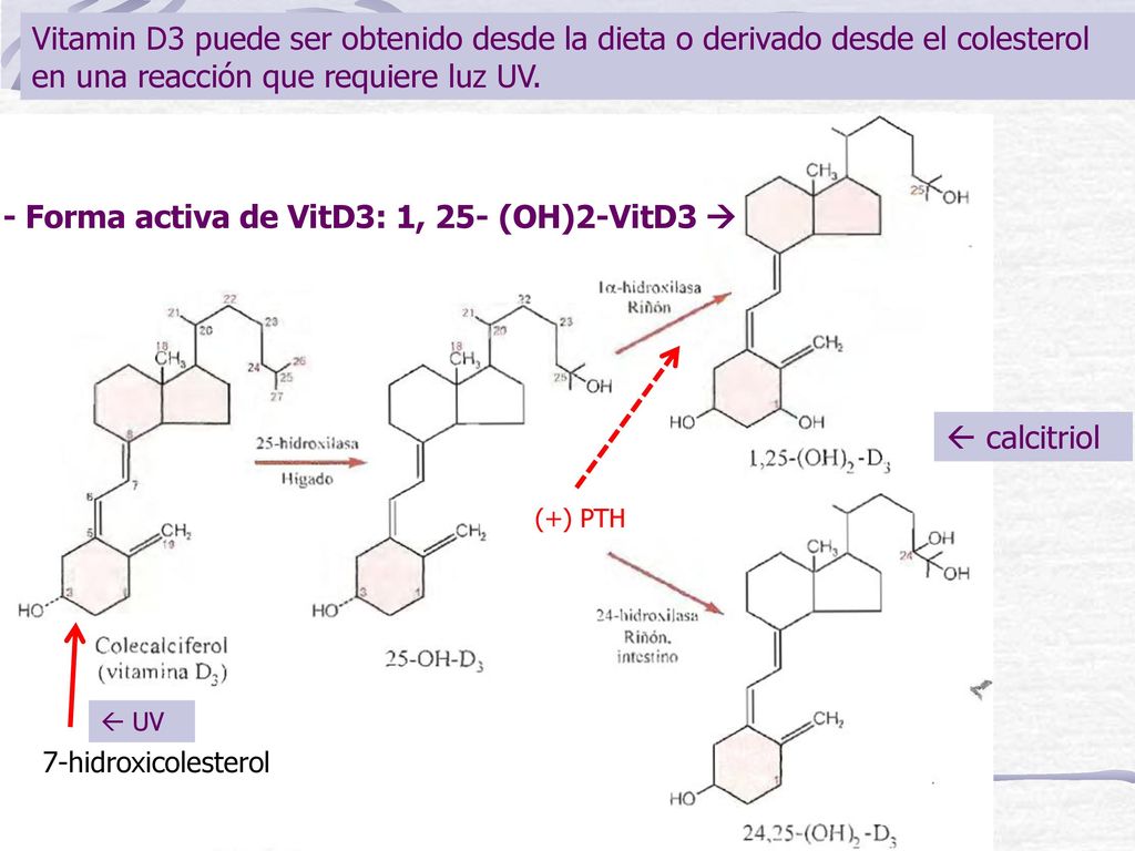 - Forma activa de VitD3: 1, 25- (OH)2-VitD3 