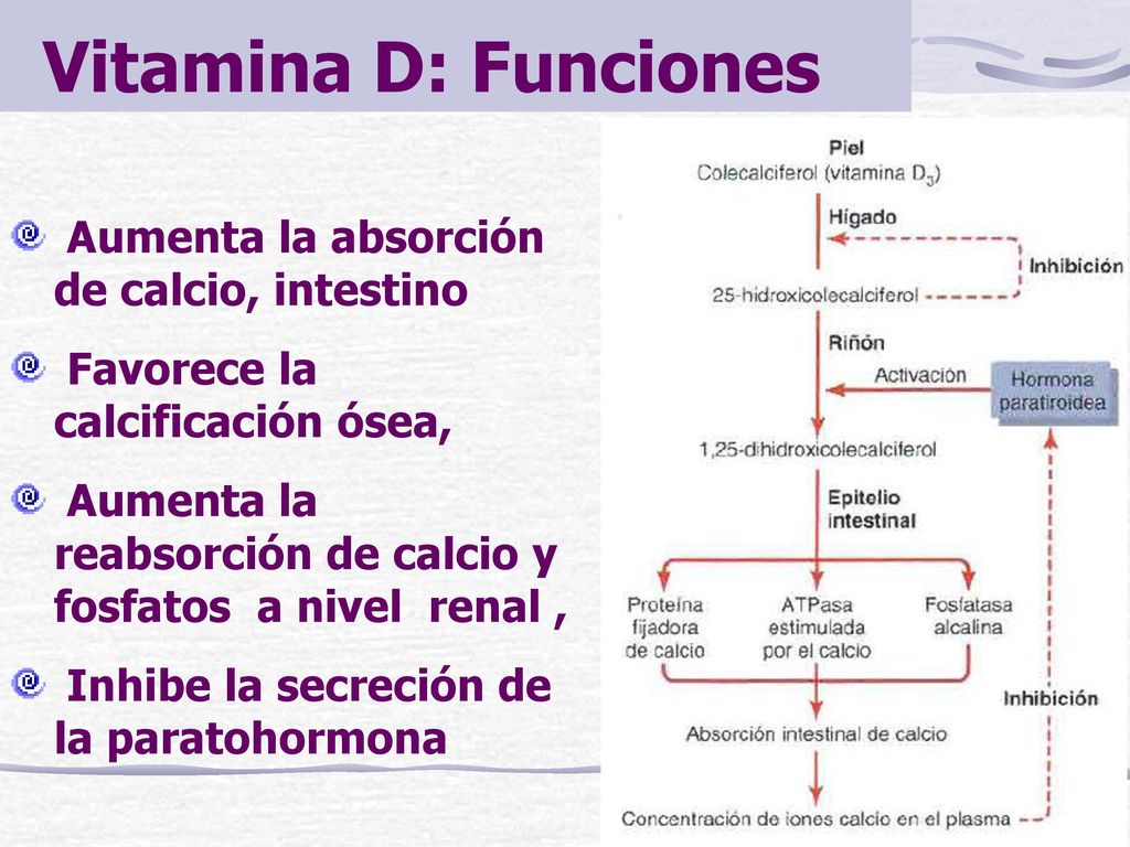 Vitamina D: Funciones Aumenta la absorción de calcio, intestino