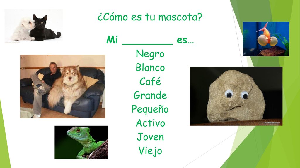 ¿Cómo es tu mascota Mi ________ es… Negro Blanco Café Grande Pequeño