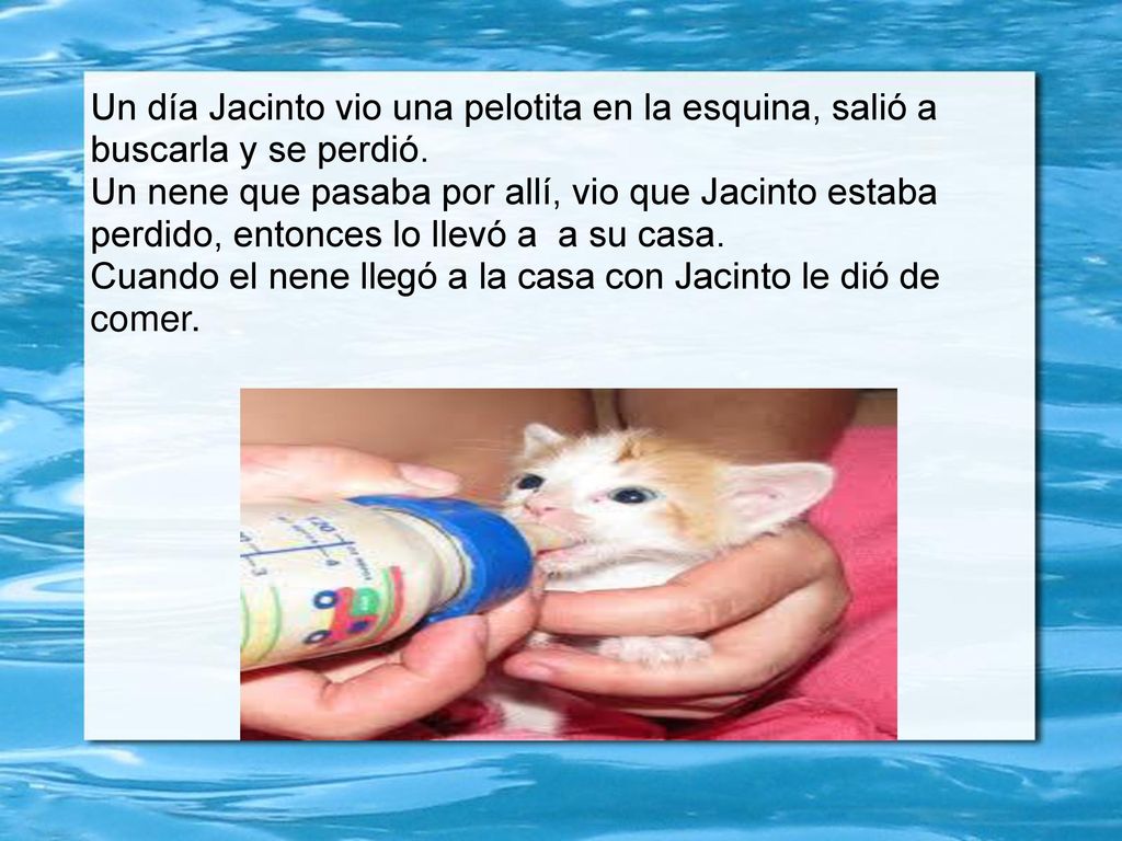 El gato perdido El gato se llama Jacinto tiene ojos negros, boca chiquita, panza blanca también es muy tranquilo.