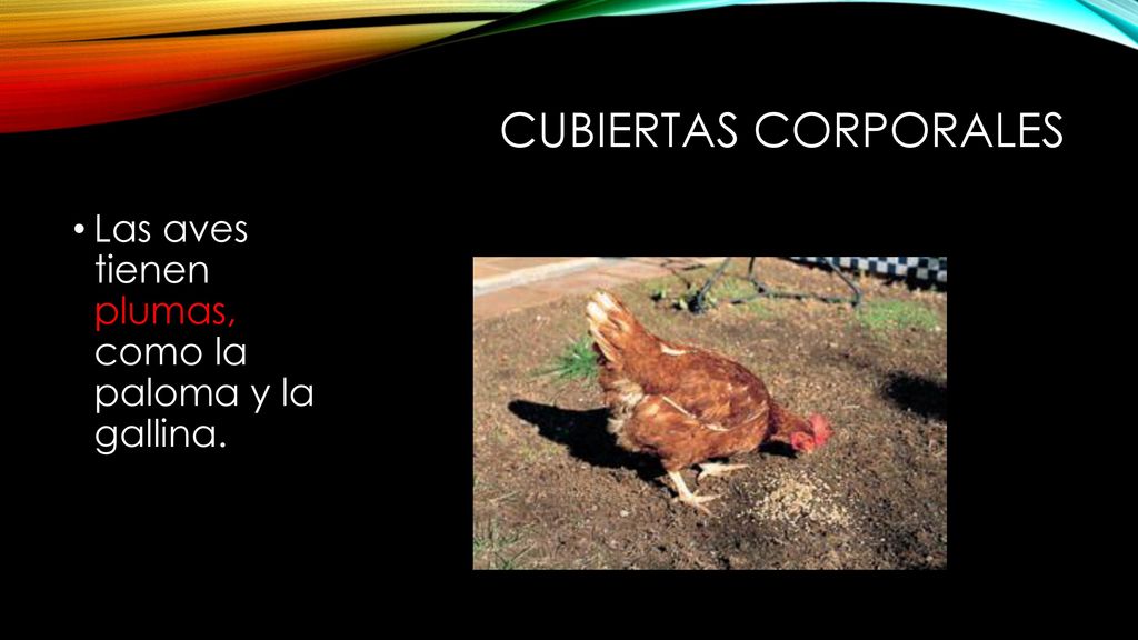 CUBIERTAS CORPORALES Las aves tienen plumas, como la paloma y la gallina.