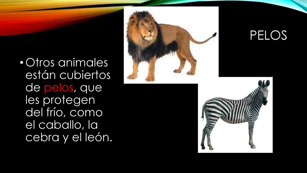 pelos Otros animales están cubiertos de pelos, que les protegen del frío, como el caballo, la cebra y el león.