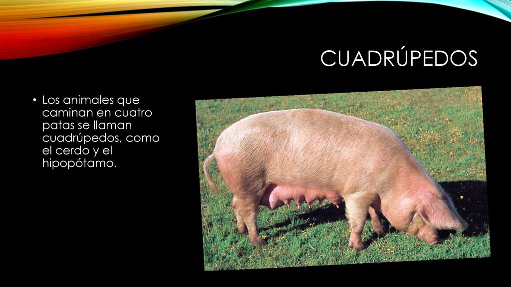 CUADRÚPEDOS Los animales que caminan en cuatro patas se llaman cuadrúpedos, como el cerdo y el hipopótamo.