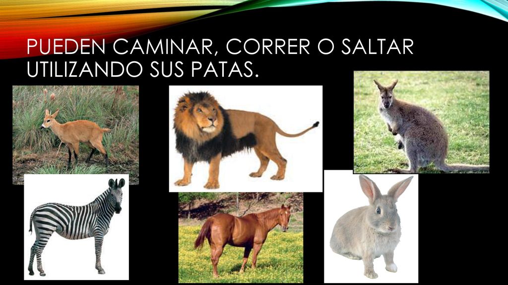 Pueden caminar, correr o saltar utilizando sus patas.