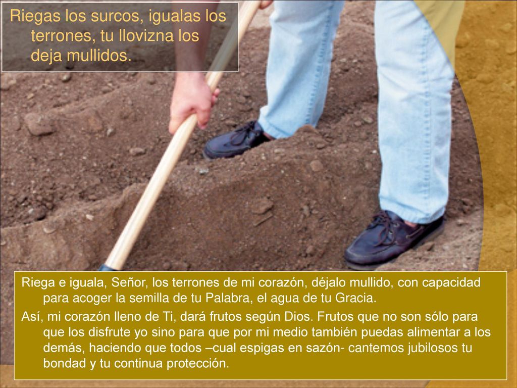 Riegas los surcos, igualas los terrones, tu llovizna los deja mullidos.
