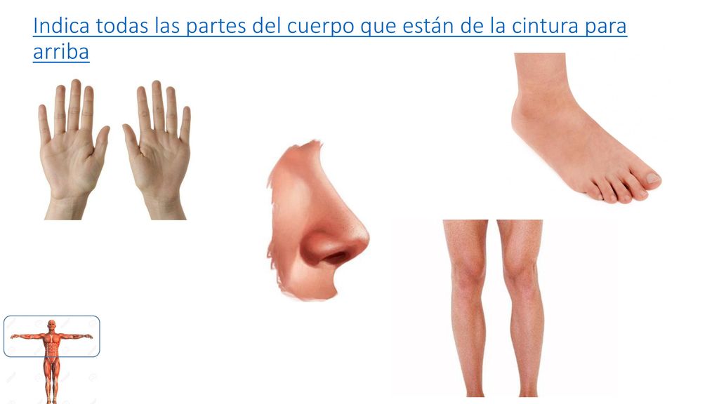 Indica todas las partes del cuerpo que están de la cintura para arriba