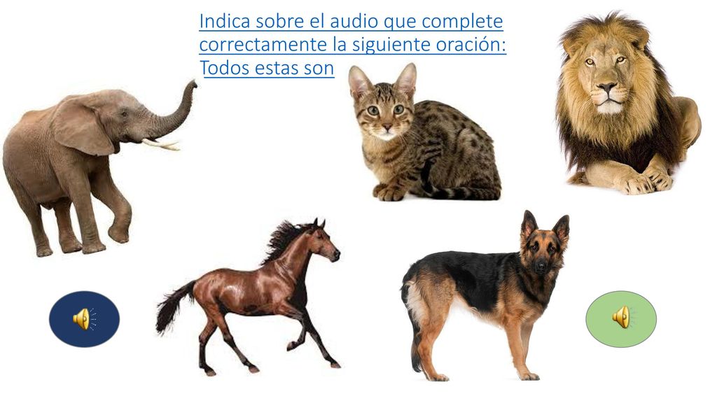 Indica sobre el audio que complete correctamente la siguiente oración: Todos estas son