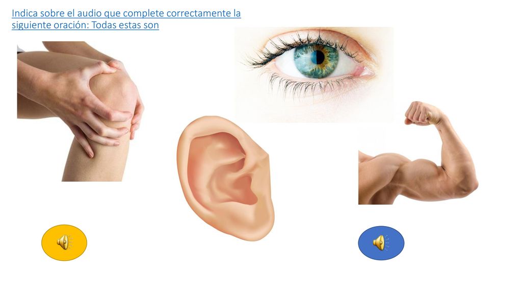 Indica sobre el audio que complete correctamente la siguiente oración: Todas estas son