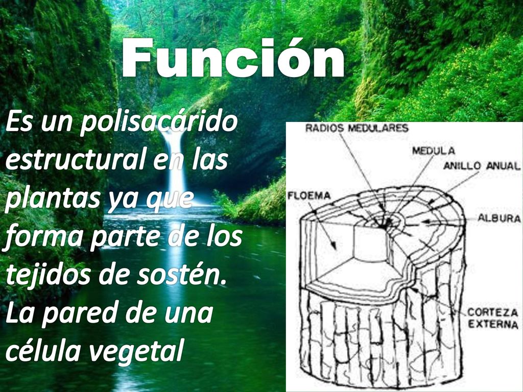 Función Es un polisacárido estructural en las plantas ya que forma parte de los tejidos de sostén.