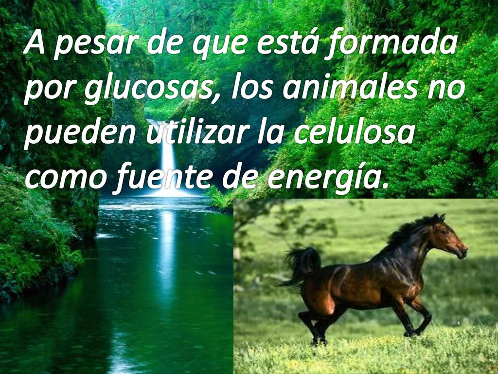 A pesar de que está formada por glucosas, los animales no pueden utilizar la celulosa como fuente de energía.
