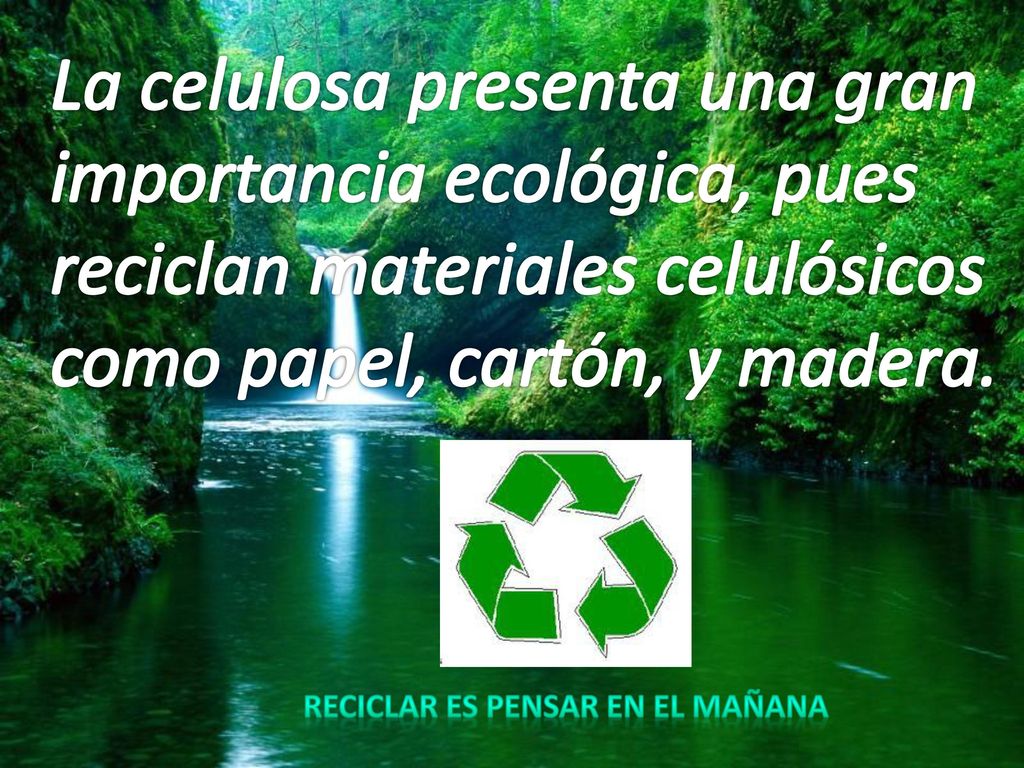 La celulosa presenta una gran importancia ecológica, pues reciclan materiales celulósicos como papel, cartón, y madera.