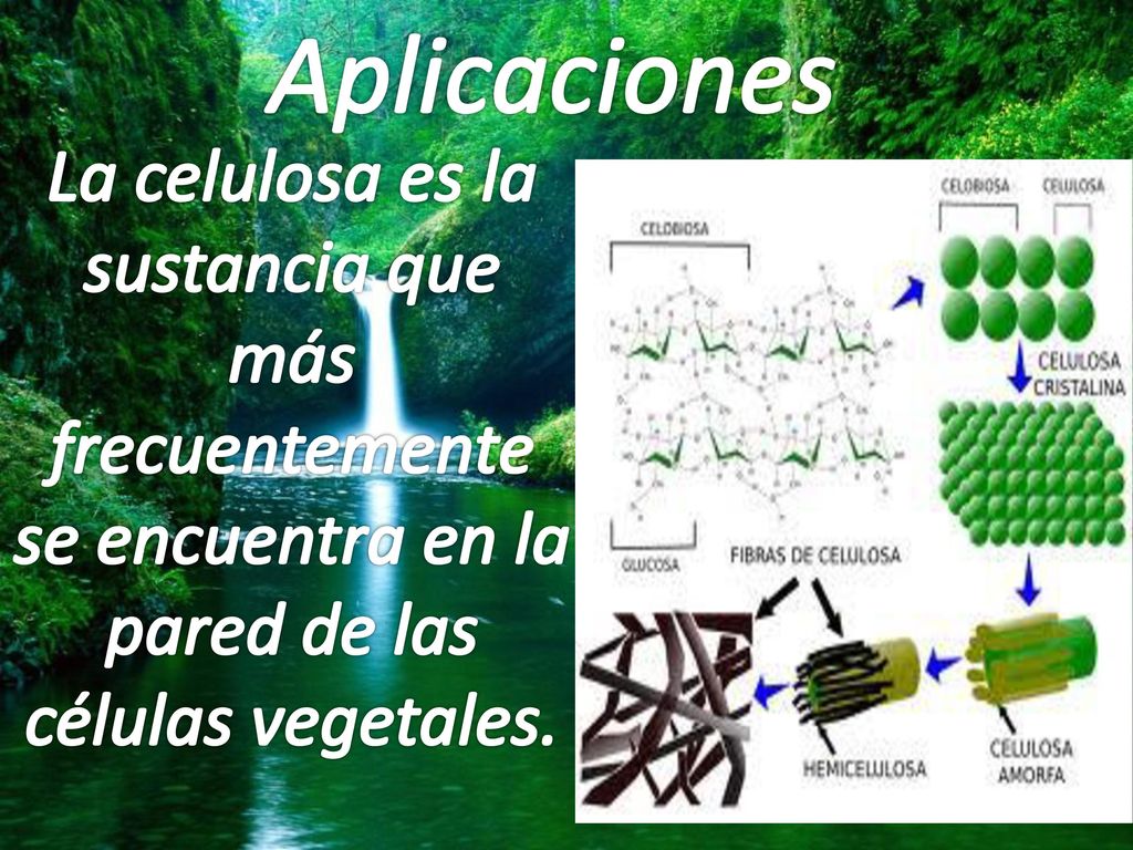 Aplicaciones La celulosa es la sustancia que más frecuentemente se encuentra en la.