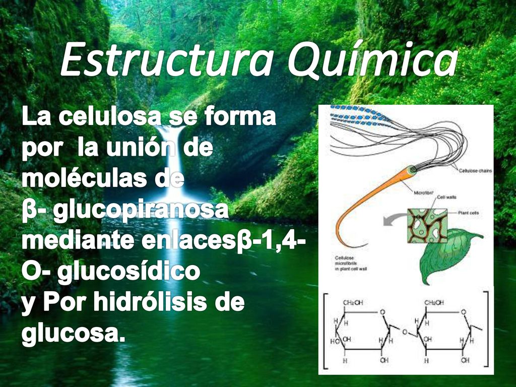 Estructura Química La celulosa se forma por la unión de moléculas de