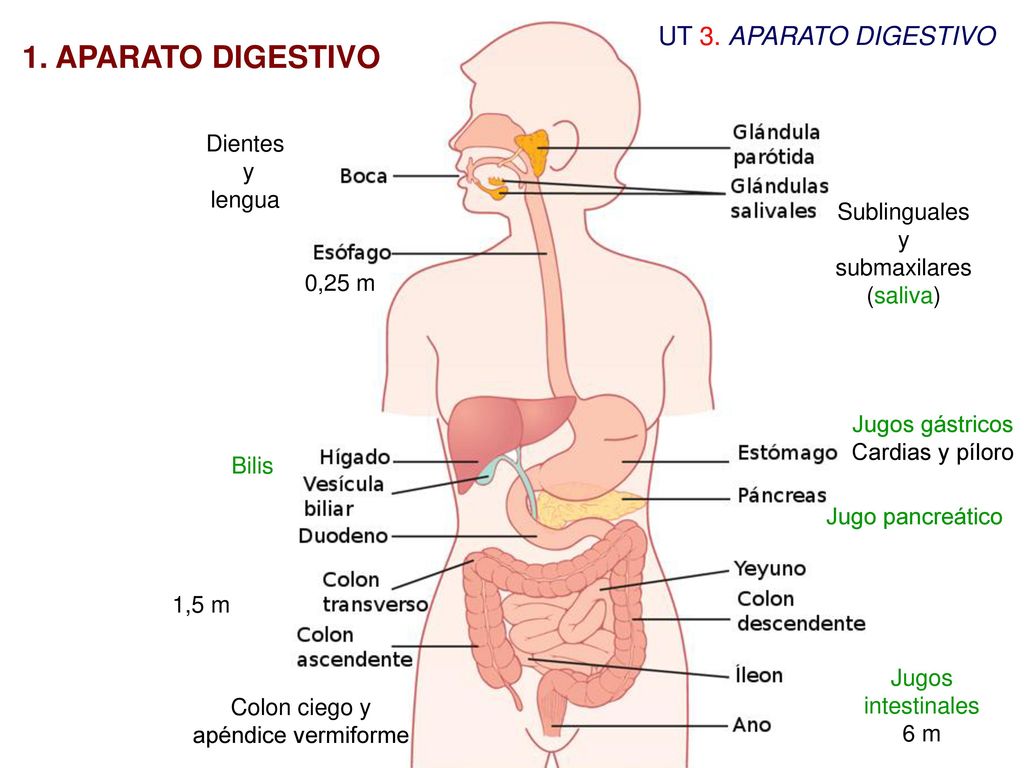 1. APARATO DIGESTIVO UT 3. APARATO DIGESTIVO Dientes y lengua