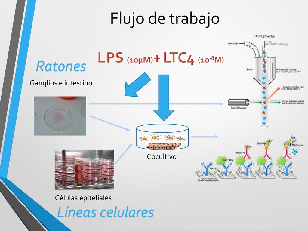 Flujo de trabajo LPS (10μM)+ LTC4 (10-8M) Ratones Líneas celulares