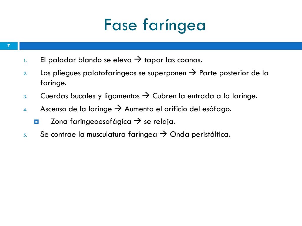 Fase faríngea El paladar blando se eleva  tapar las coanas.