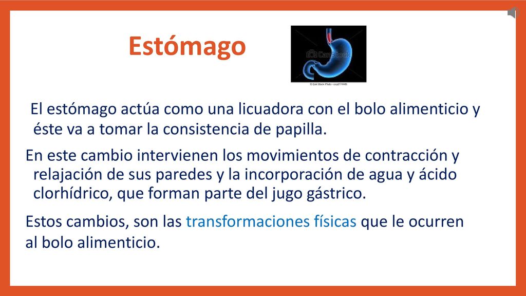 Estómago El estómago actúa como una licuadora con el bolo alimenticio y éste va a tomar la consistencia de papilla.