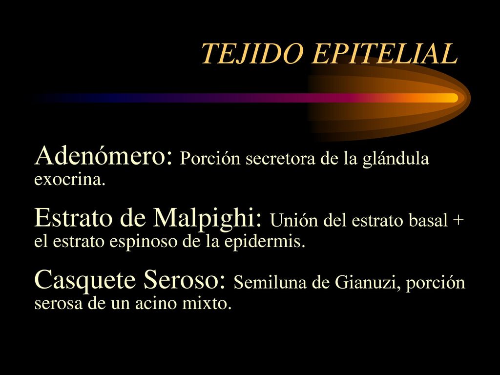 TEJIDO EPITELIAL Adenómero: Porción secretora de la glándula exocrina.
