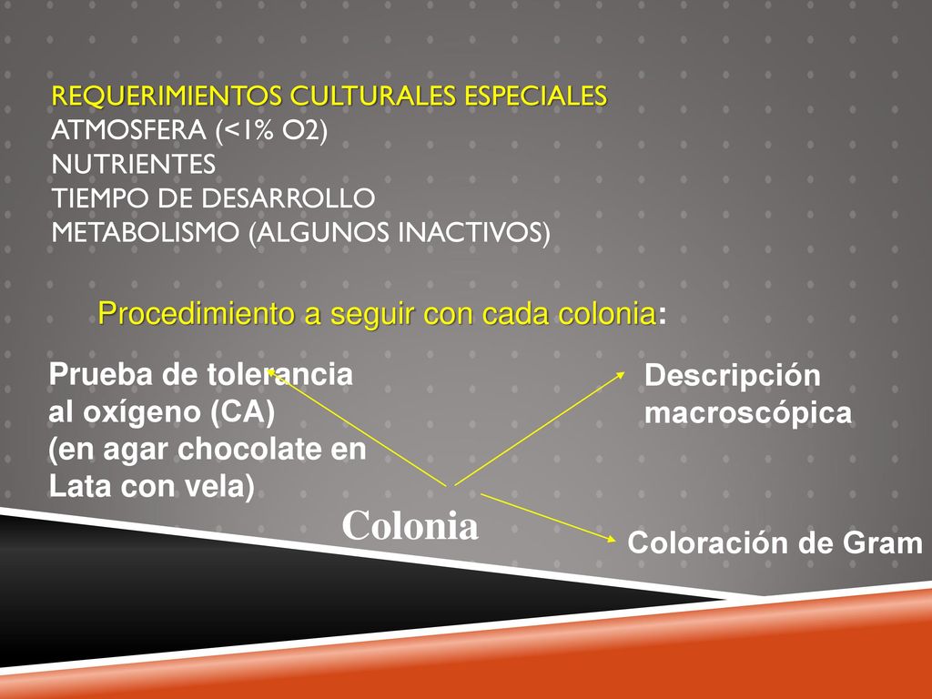 Colonia Procedimiento a seguir con cada colonia: Prueba de tolerancia