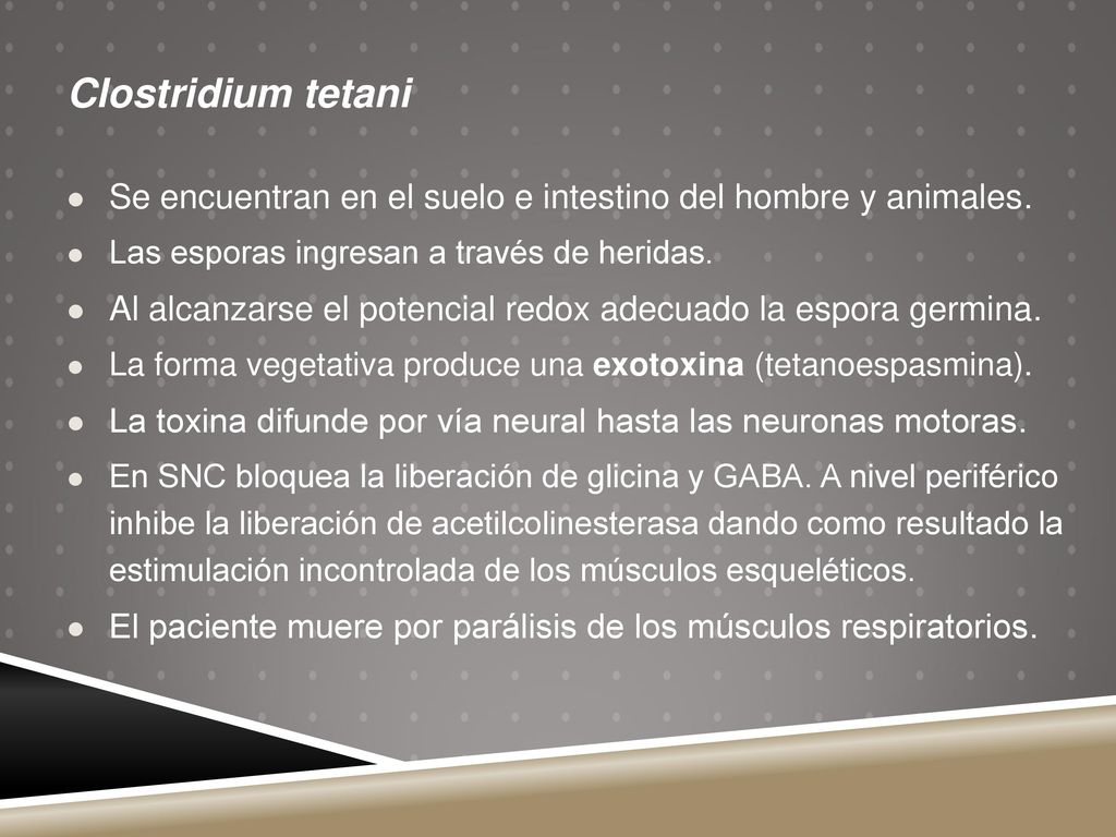 Clostridium tetani Se encuentran en el suelo e intestino del hombre y animales. Las esporas ingresan a través de heridas.