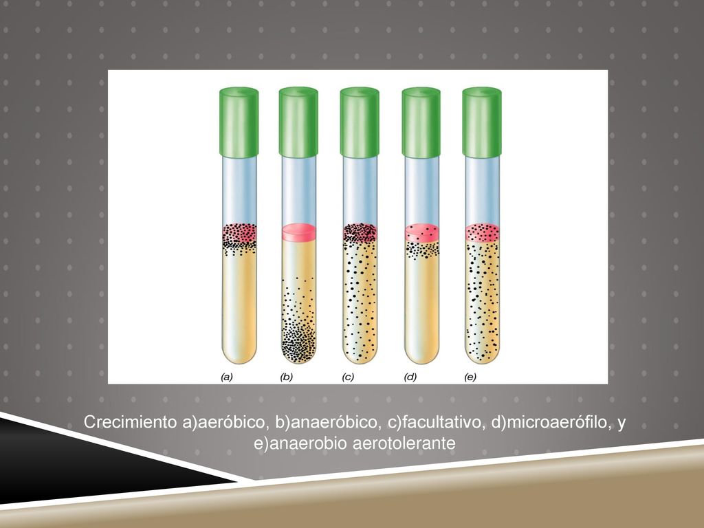 Crecimiento aeróbico, anaeróbico, facultativo, microaerófilo, y anaerobio aerotolerante, revelado por la posición de las colonias microbiananas (puntos negros) en tubos de medio que llevan una pequeña cantidad de agar. Se ha añadadido el indicador redox llamado resazurina, que es rosa cuando se oxida e incoloro cuando está reducido. (a) El oxígeno penetra sólo una corta distancia desde lo alto del tubo (manifestado por el color rosa), de modo que los aerobios obligados solo crecen pegados a la parte superficial.. (b) Los anaerobios, al ser sensibles al oxígeno, crecen sólo lejos de la superficie, hacia el fondo. (c) Los anaerobios facultativos, capaces de crecer en presencia y en ausencia de oxígeno crecen a lo largo del tubo, pero al tener metabolismo aerobio en presencia de oxíogeno, crecen mejor cerca de la superficie. (d) Los microaerófilos crecen un poco por debajo de la superficie, en condiciones en las que la concentración de oxígeno es inferior a la atmosférica. (e) Los anaerobios aerotolerantes crecen en todo el tubo, pero su crecimiento no es mejor cerca de la superficie (no tienen metabolismo respiratorio, sino fermentativo).