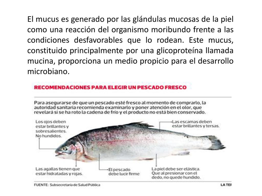 El mucus es generado por las glándulas mucosas de la piel como una reacción del organismo moribundo frente a las condiciones desfavorables que lo rodean.