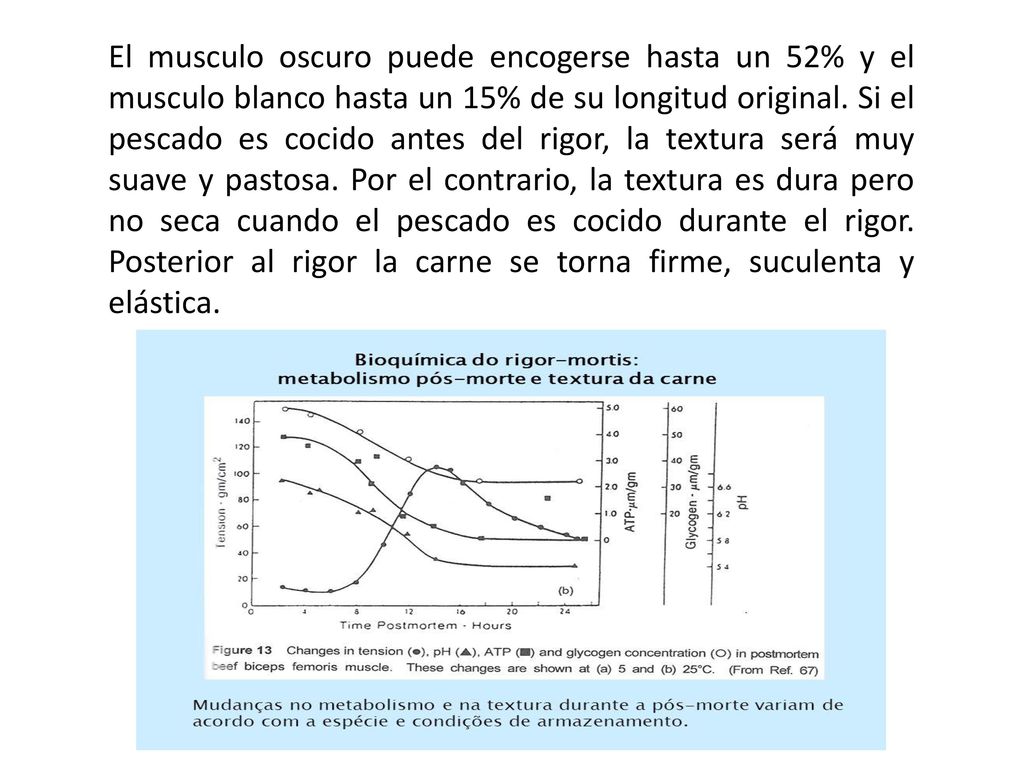 El musculo oscuro puede encogerse hasta un 52% y el musculo blanco hasta un 15% de su longitud original.