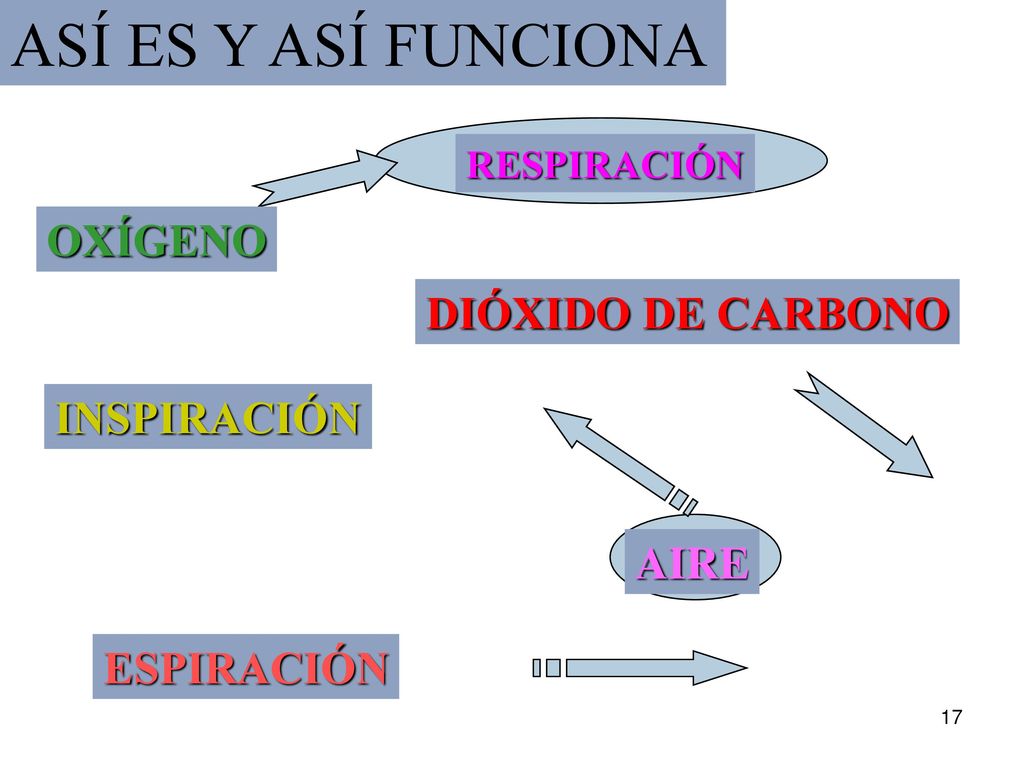 ASÍ ES Y ASÍ FUNCIONA OXÍGENO DIÓXIDO DE CARBONO INSPIRACIÓN AIRE