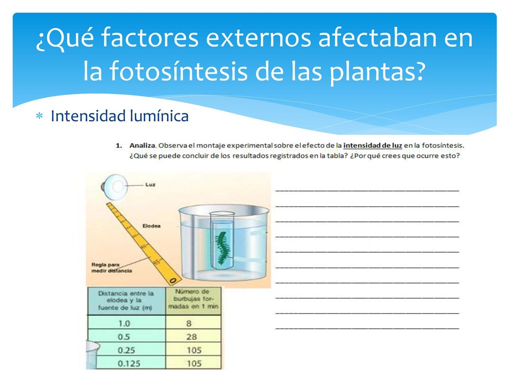¿Qué factores externos afectaban en la fotosíntesis de las plantas