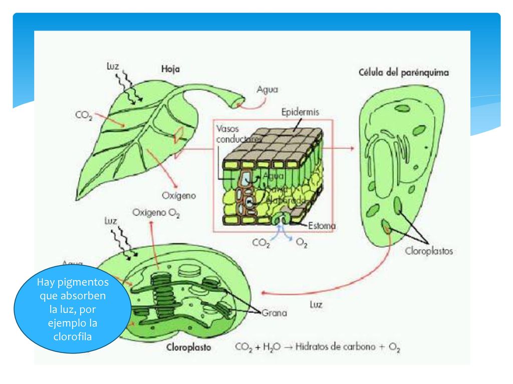 Hay pigmentos que absorben la luz, por ejemplo la clorofila