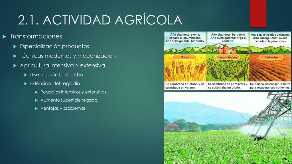 2.1. ACTIVIDAD AGRÍCOLA Transformaciones Especialización productos