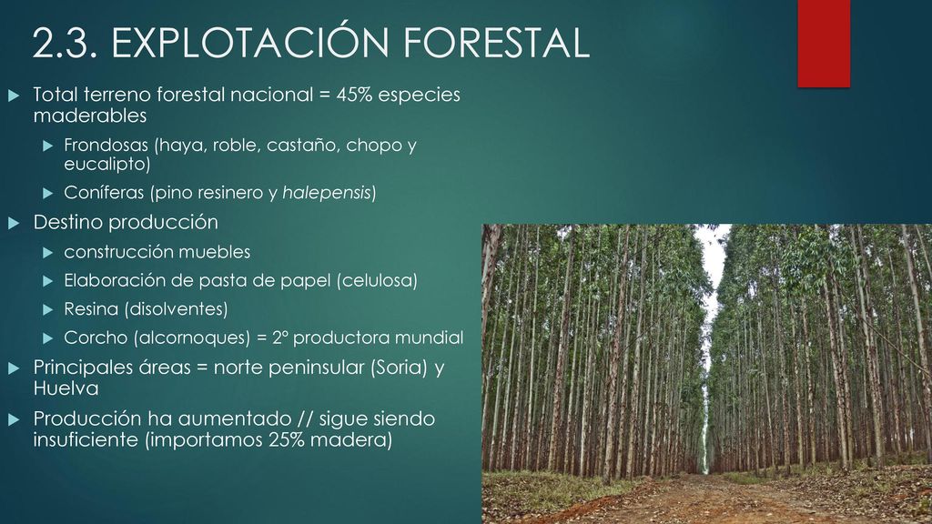 2.3. EXPLOTACIÓN FORESTAL Total terreno forestal nacional = 45% especies maderables. Frondosas (haya, roble, castaño, chopo y eucalipto)
