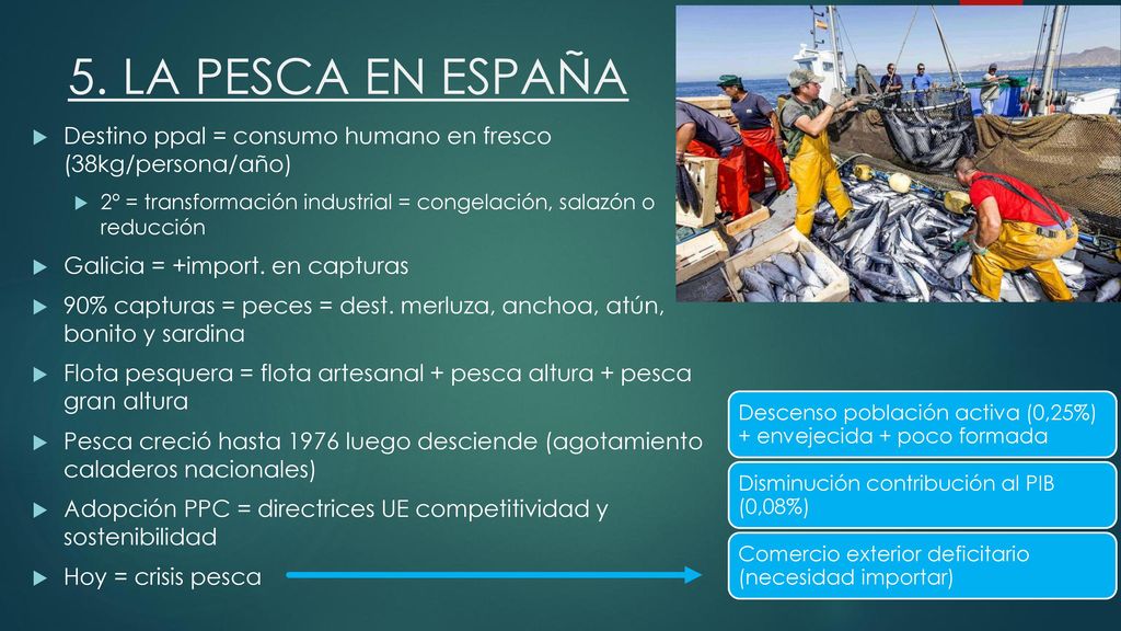 5. LA PESCA EN ESPAÑA Destino ppal = consumo humano en fresco (38kg/persona/año) 2º = transformación industrial = congelación, salazón o reducción.