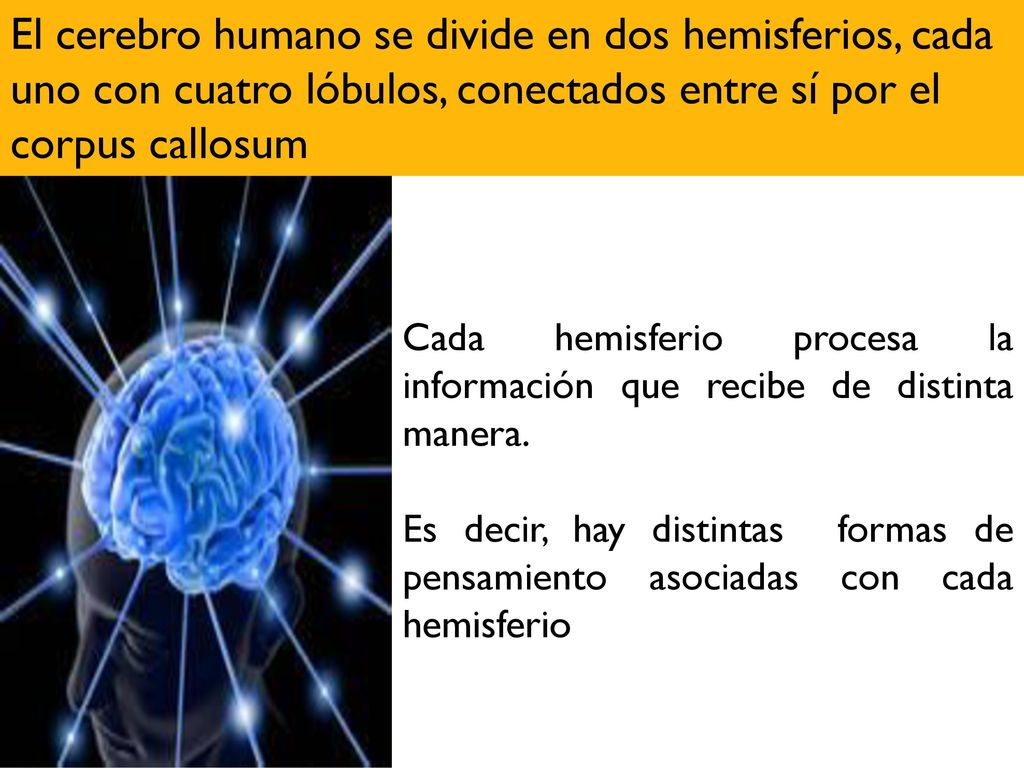 El cerebro humano se divide en dos hemisferios, cada uno con cuatro lóbulos, conectados entre sí por el corpus callosum