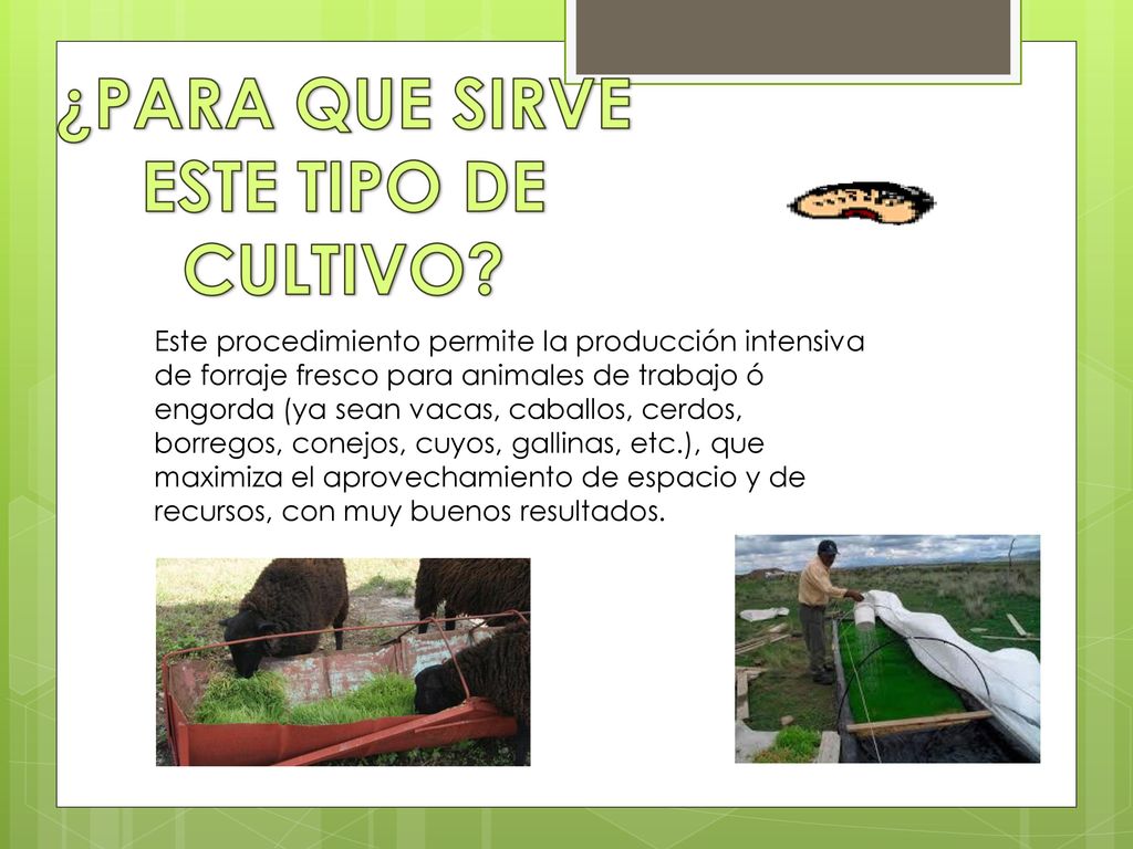 ¿PARA QUE SIRVE ESTE TIPO DE CULTIVO