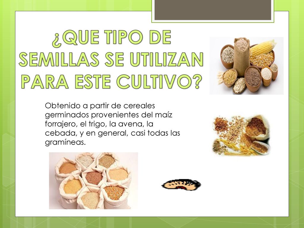¿QUE TIPO DE SEMILLAS SE UTILIZAN PARA ESTE CULTIVO