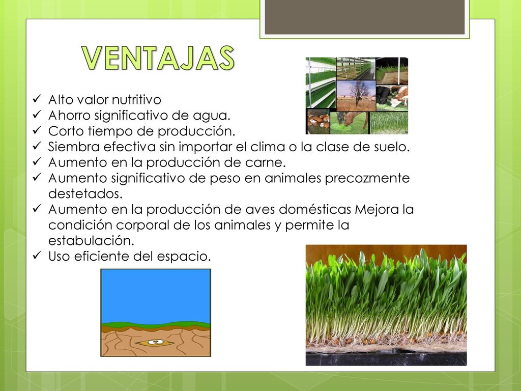 VENTAJAS Alto valor nutritivo Ahorro significativo de agua.