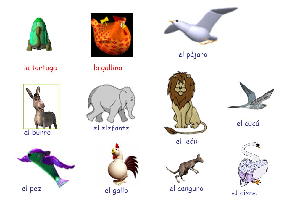 el pájaro la tortuga. la gallina. el cucú. el elefante. el burro. el león. el pez. el canguro.