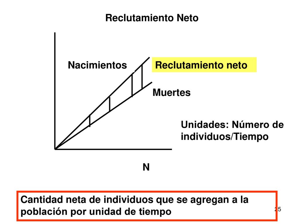 Reclutamiento Neto Nacimientos. Reclutamiento neto. Muertes. Unidades: Número de individuos/Tiempo.