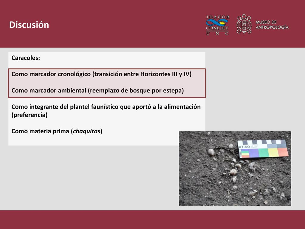 Discusión Caracoles: Como marcador cronológico (transición entre Horizontes III y IV) Como marcador ambiental (reemplazo de bosque por estepa)