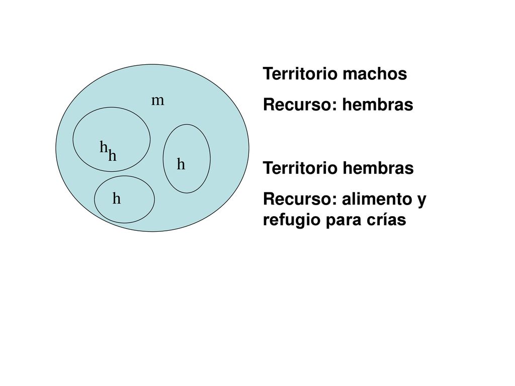 Territorio machos Recurso: hembras. m. h. h. h. Territorio hembras. Recurso: alimento y refugio para crías.