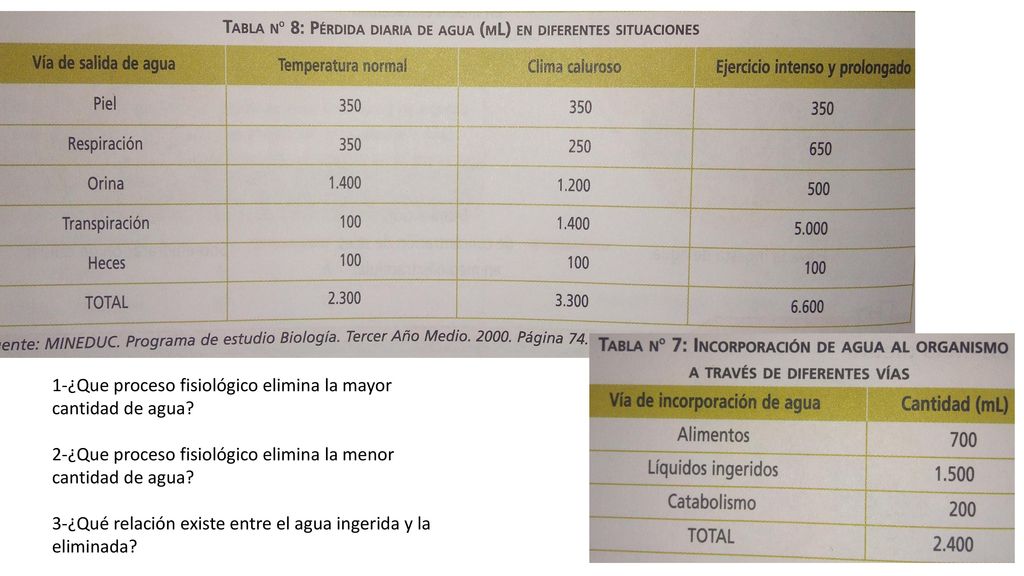 1-¿Que proceso fisiológico elimina la mayor cantidad de agua