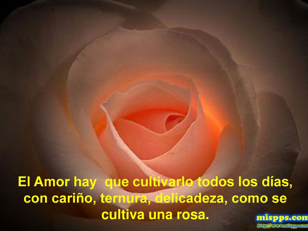El Amor hay que cultivarlo todos los días, con cariño, ternura, delicadeza, como se cultiva una rosa.