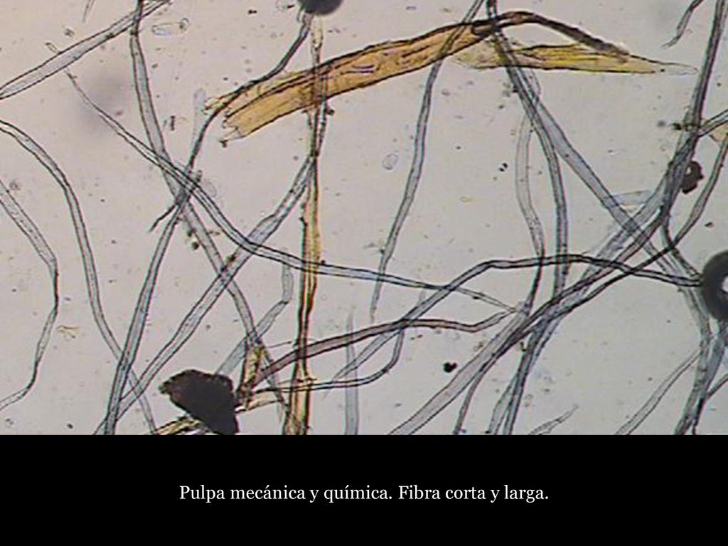 Pulpa mecánica y química. Fibra corta y larga.