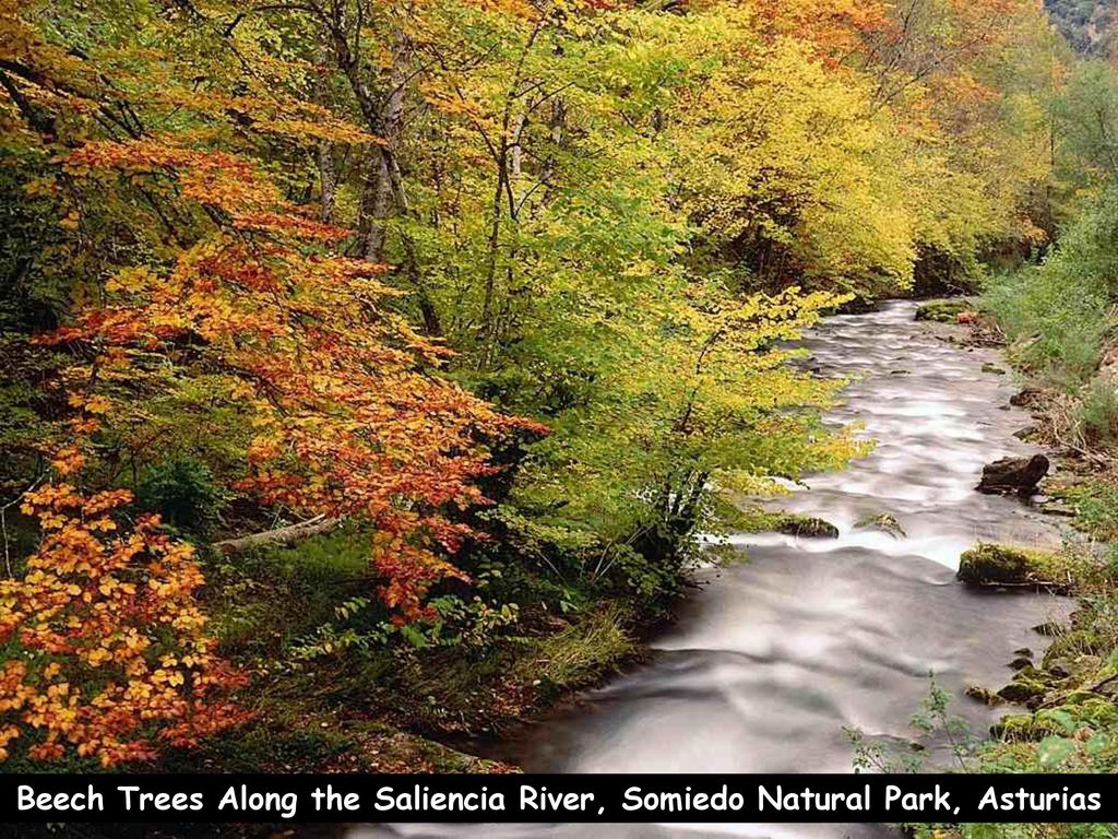 Beech Trees Along the Saliencia River, Somiedo Natural Park, Asturias