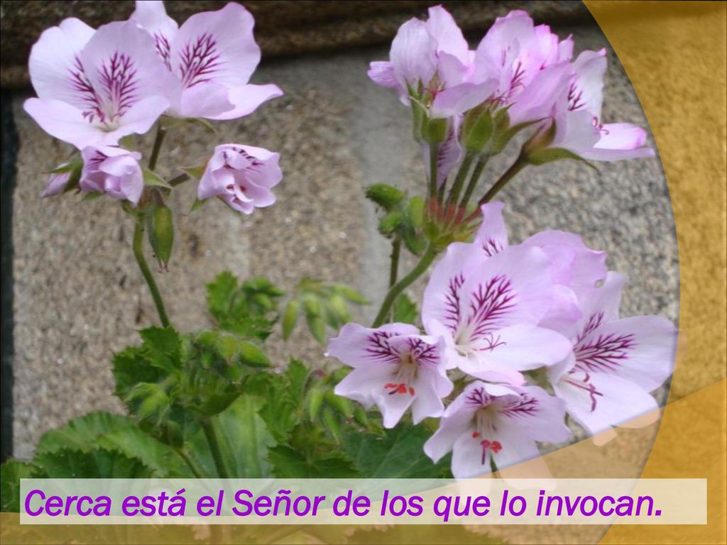 Cerca está el Señor de los que lo invocan.