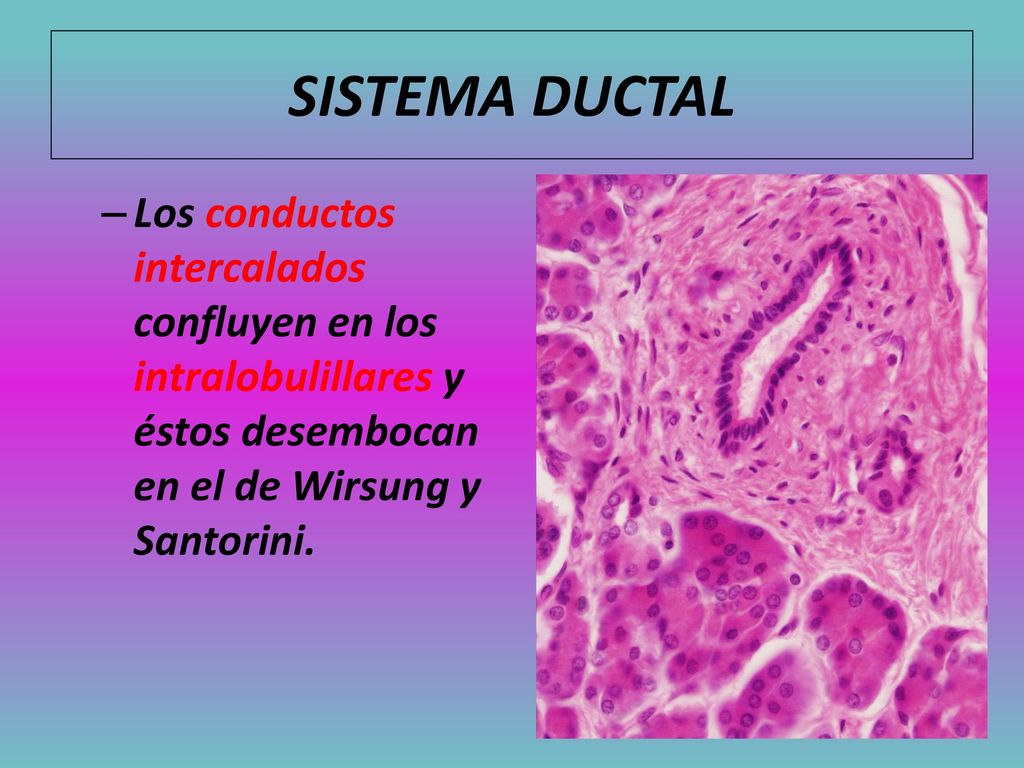 SISTEMA DUCTAL Los conductos intercalados confluyen en los intralobulillares y éstos desembocan en el de Wirsung y Santorini.