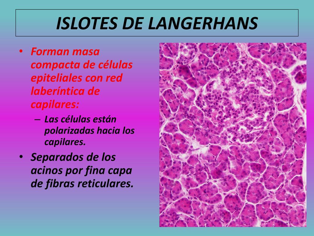 ISLOTES DE LANGERHANS Forman masa compacta de células epiteliales con red laberíntica de capilares: